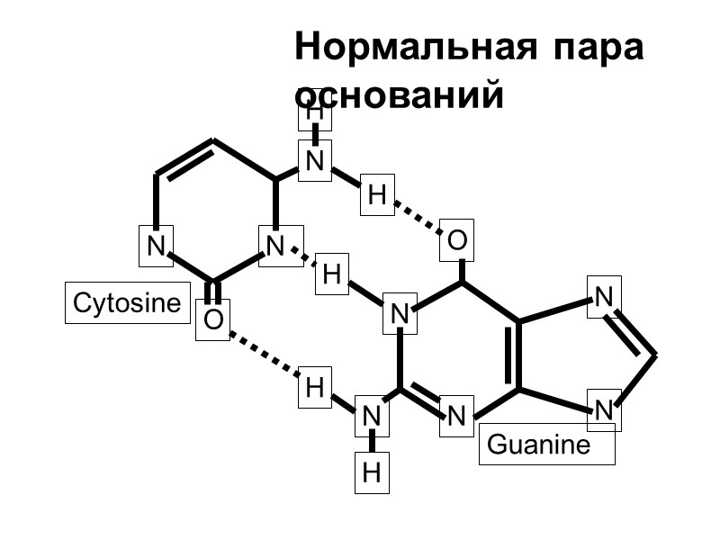 N N O N H N N O H N N Cytosine Guanine Нормальная